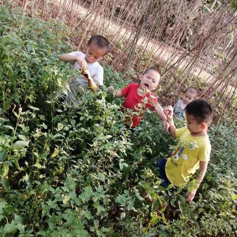 湘艺幼儿园“停课不停学简报”学前教育线上指导简报（第八周）