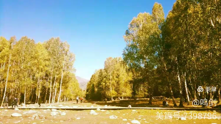 杨树园木多少钱一吨