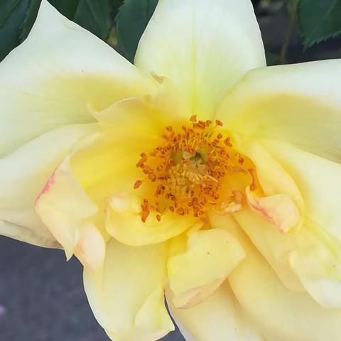 路边的花，水边的景