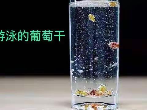 大班科学《会游泳🏊🏻的葡萄干》