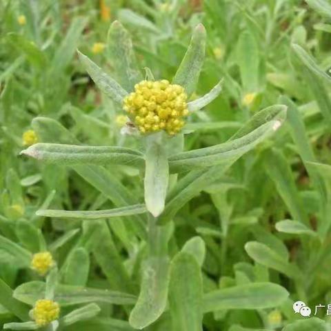 【香香清明果、浓浓清明思】——广昌县幼儿园中大班清明活动纪实