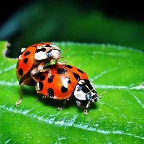 《草地上的七星瓢虫》