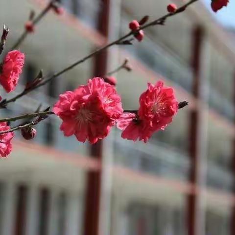 春暖花开，我多想......