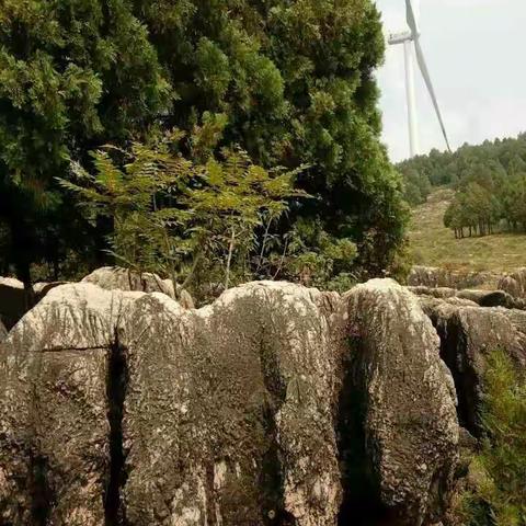 家乡后山怪石林！