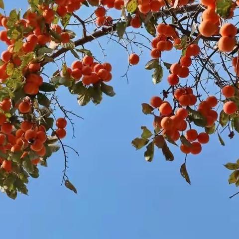 【祝博士—-营养膳食】寒窗晓月,蓦然回首,腊梅独开冬将至（第九周）