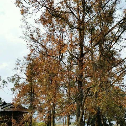 枫林旅 ，追梦行 ——古砦中学社会实践活动