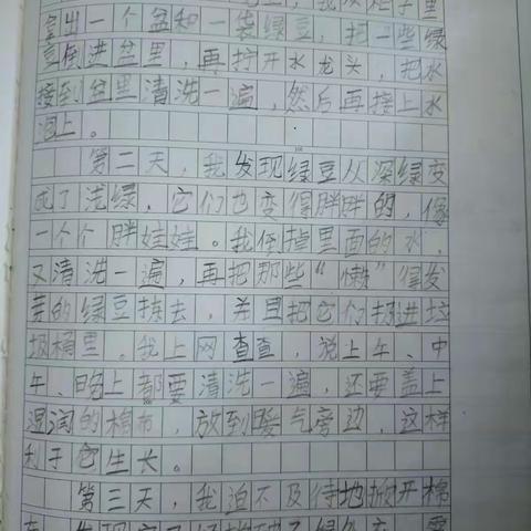 豆芽生长记
