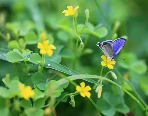 邓元泰镇中心幼儿园小一（二）