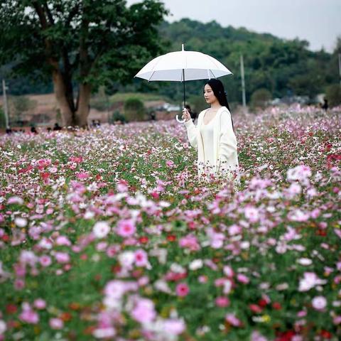 格桑花海的偶遇