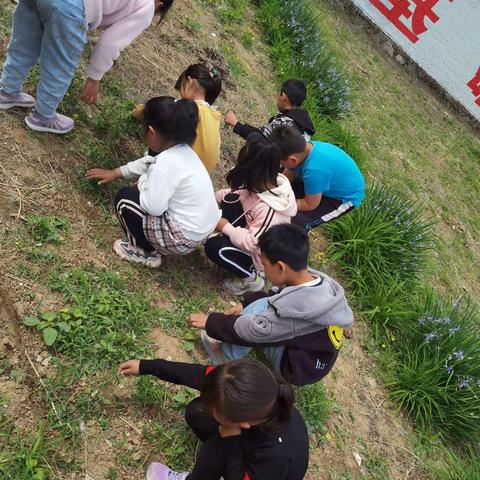 精彩自然角，“莓”好种植园