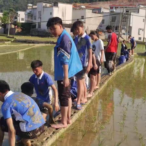 《一棵稻苗，一份希望》既五四青年节，我们在行动。