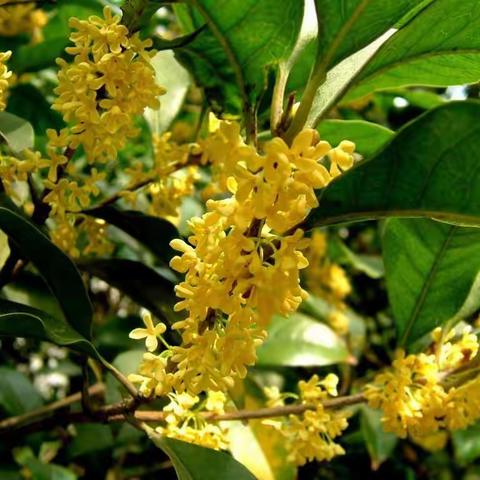 遇见美好 遇见桂花——涣山村幼儿园混龄班课程故事