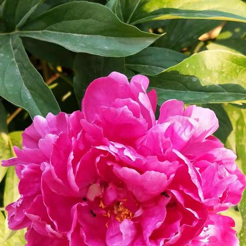 农家小院美景