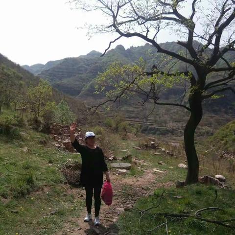 ‘五一’假日旅游没我，闲暇时去山沟沟里玩采野菜，其实也不错！