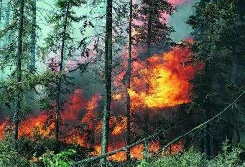 爱护森林，预防火灾——记柳林五小四二班森林防火主题班会