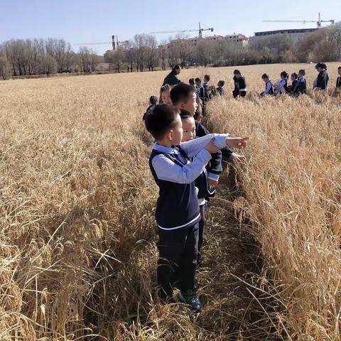 西溪里金帆幼儿园——荔枝班《参观水稻基地》