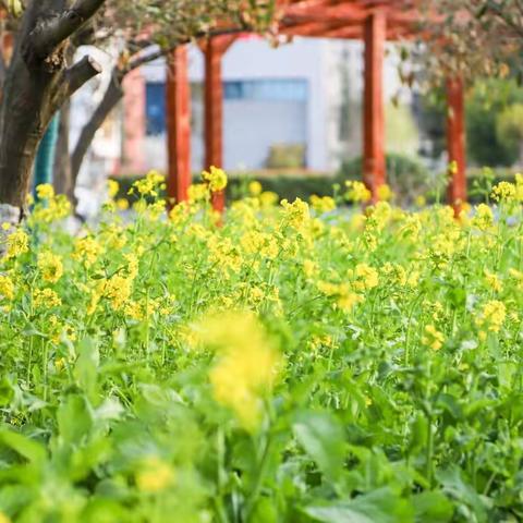 和乐中贯通有无 融汇中千岩竞秀——临沂第四十中学和融课程项目组跨年级成长共同体线上学习培训活动