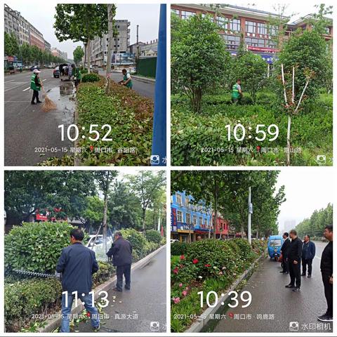 园林工人周末加班加点冒雨修剪苗木