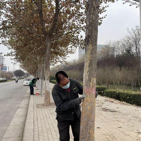 绿化养护靓冬景 树木涂白换新衣——县市政园林管理中心开展树木涂白工作