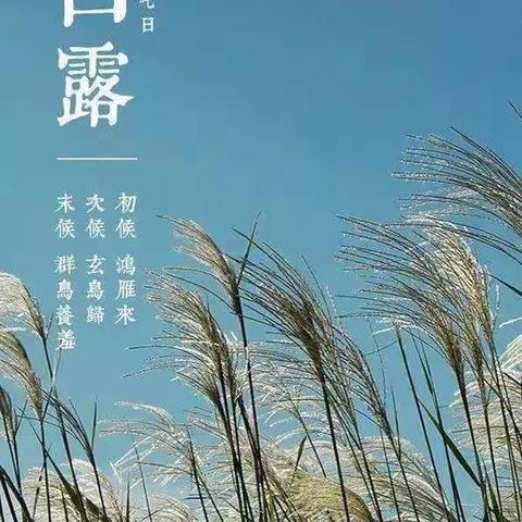 葡萄紫美育---白露🌾