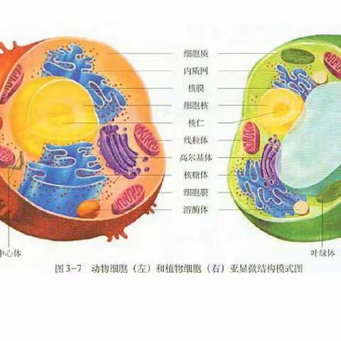 高二21班生物学法指导