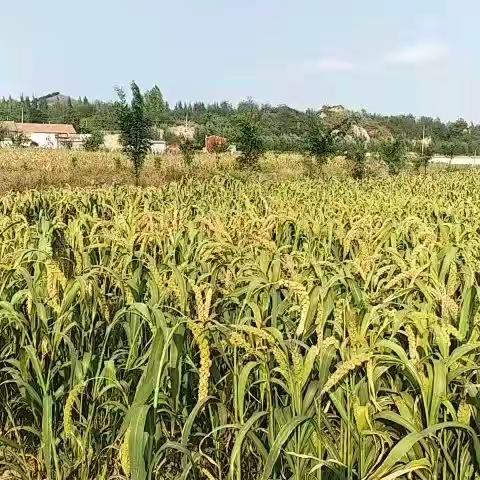 丛台区农民培训观摩山西出发