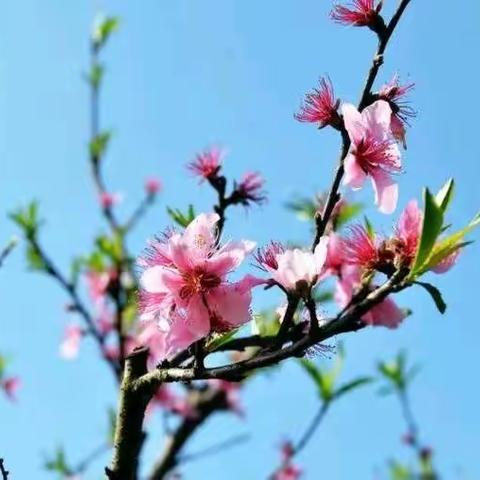 【博雅六小 德育】三年级7班李安然 ——共抗疫情，静等花开🌸