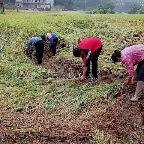 “热爱劳动，争做时代最美少年”—容县灵山中学开展社会劳动实践活动