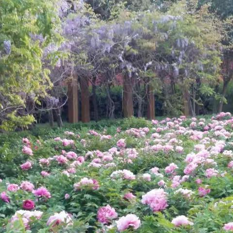 与经典相伴    与牡丹同行