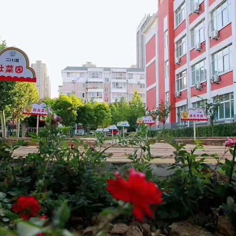 北二分瀛洲校区“开心农场”——劳动乐园（高年级篇）