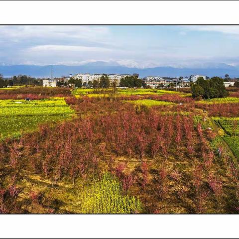 雪山下的花园梅林