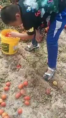 杭锦后旗双秀实验学校三一班《杨子辰》暑期第  三十八  期孝心作业