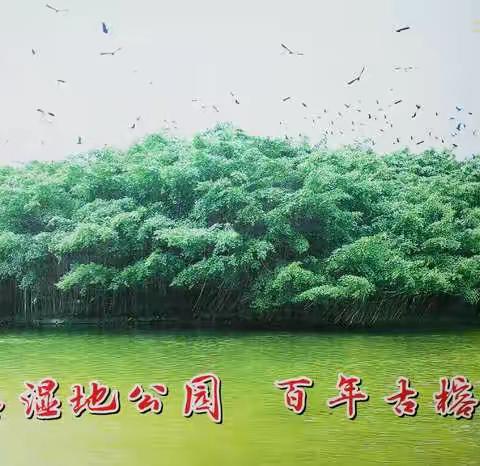 独木成林，鸟的天堂