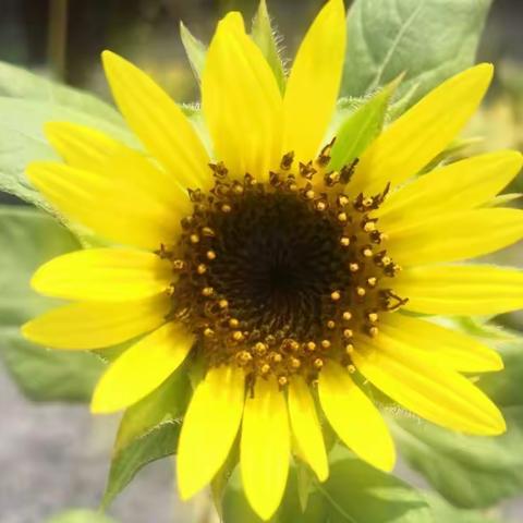 Elsa的向日葵成长日记