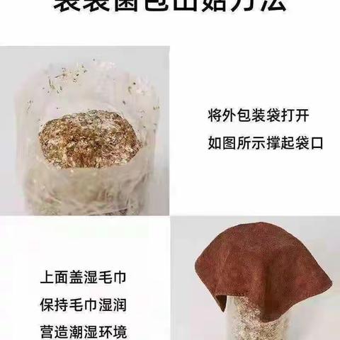 蘑菇的生长过程——赵梓浛
