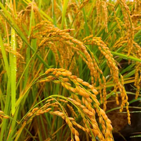 课程故事：稻草王国的秘密