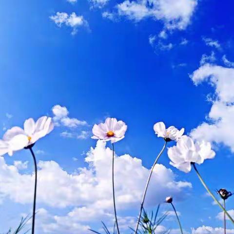 “因爱携手，共育花开”——平远镇第二小学2022年秋季学期家长委员会会议