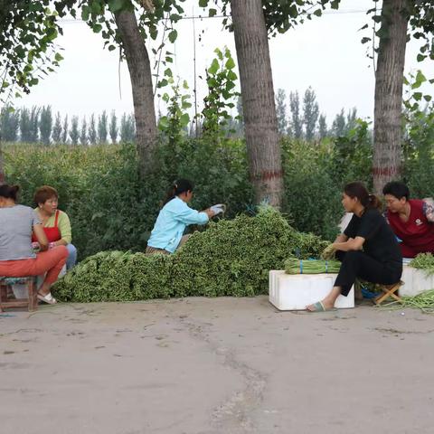 希望熬过2020年，菜农们的生活会好点