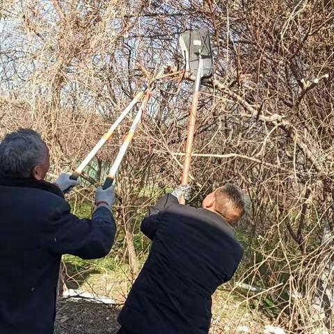 清理修剪树枝，让道路“靓”起来