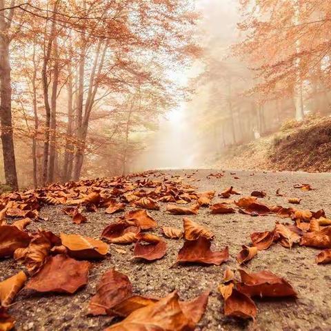 晚霞飞花，人生如梦