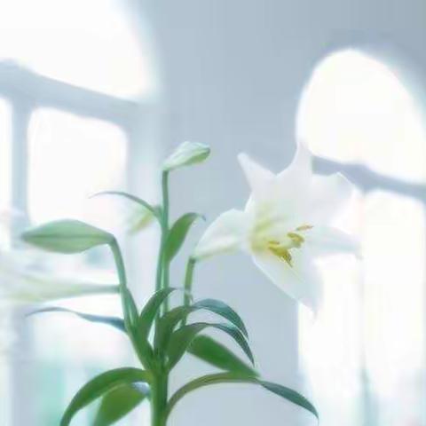 百合花落，由有余香