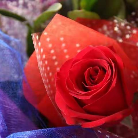 花，开错了时间，就不美了