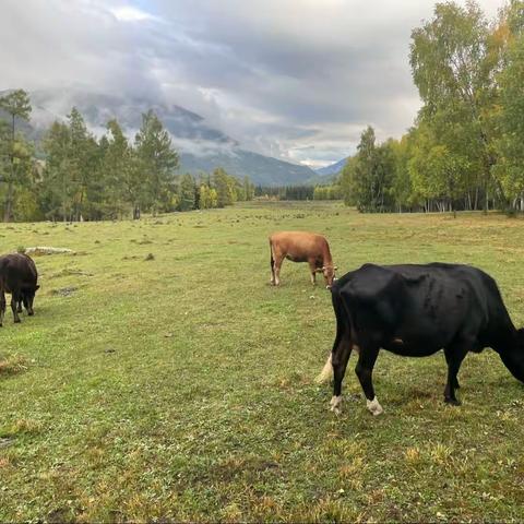 Chen xi Peng family autumn tour to XinJiang