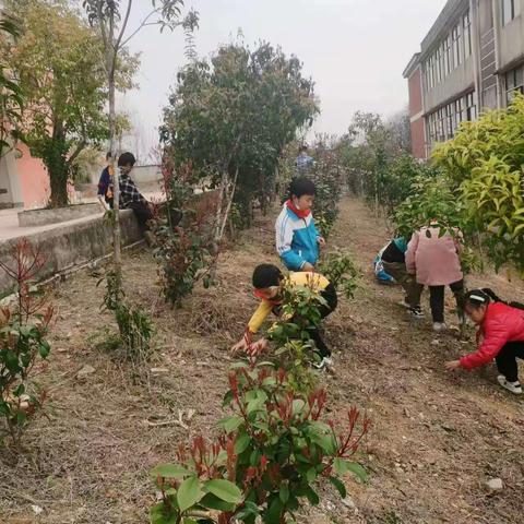 拔草护绿，从我做起——沈坳小学四年级拔草记