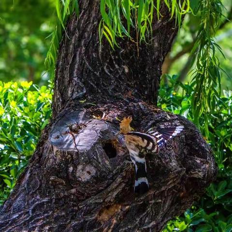 戴胜鸟《育雏》照片