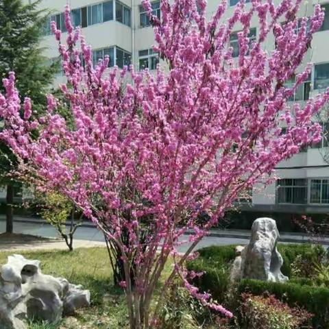 生活随笔《花开的季节》