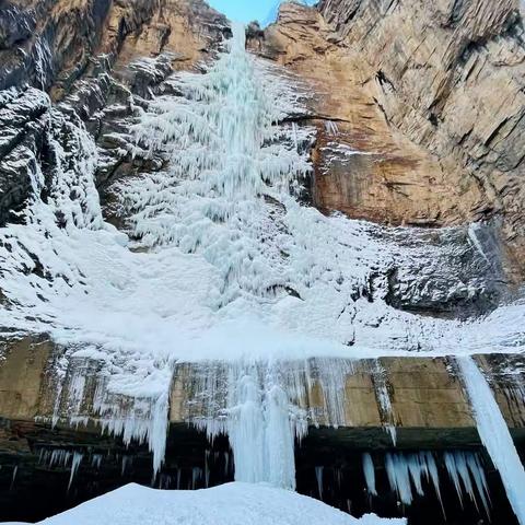 寻觅中华雪松