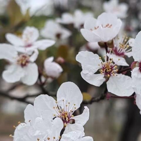 黑鹿河桃花之旅