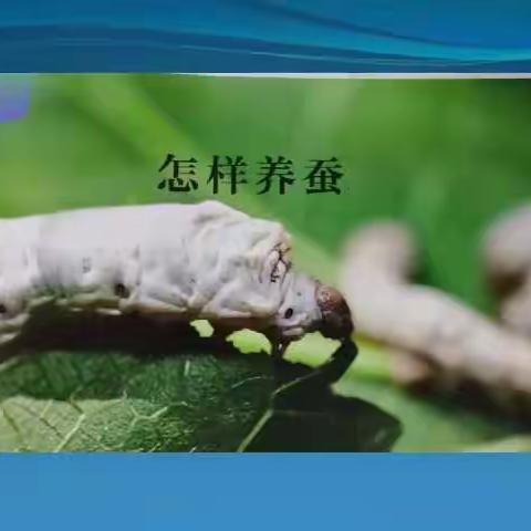 四年级科学线上学习-《6.怎样养蚕》