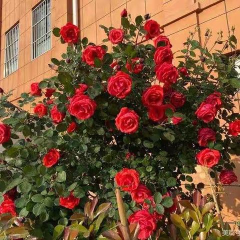 洛宁新宇小学一二班一周纪实